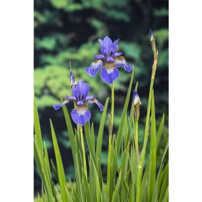 Iris Siberica