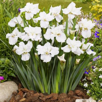 Iris sib. 'Not Quite White'
