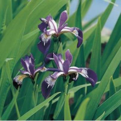 Iris versicolor