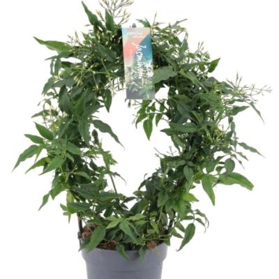 Jasminum polyanthum  300+ boog