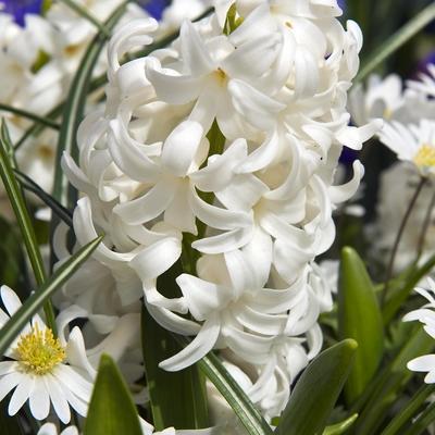 HYACINTHUS CARNEGIE 15/16  5 st.