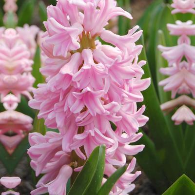 HYACINTHUS PINK SURPRISE 15/16   5 st.