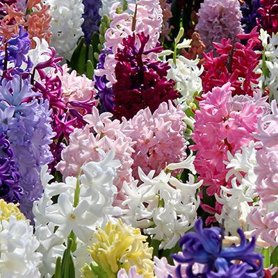 HYACINTHUS MIX 15/16   5 st.
