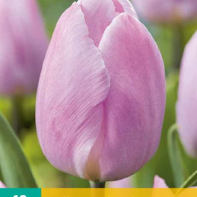 TULIPA CANDY PRINCE 11/12   10 st.