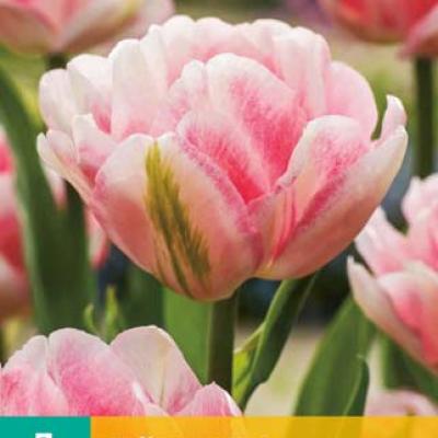 TULIPA FOXTROT 11/12   7 st.
