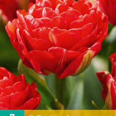 TULIPA PAMPLONA 11/12   7 st.
