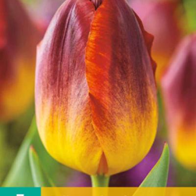 TULIPA AMBERGLOW 11/12   7 st.