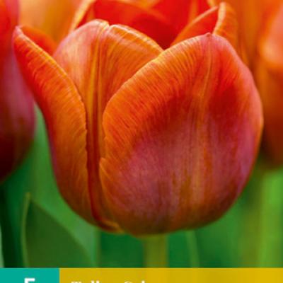 TULIPA CAIRO 11/12   5 st.