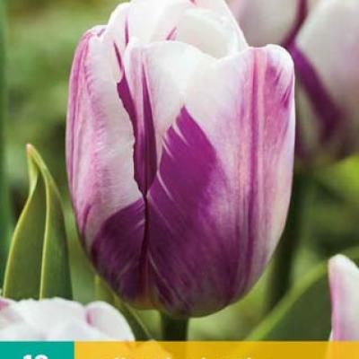 TULIPA FLAMING FLAG 11/12   10 st.