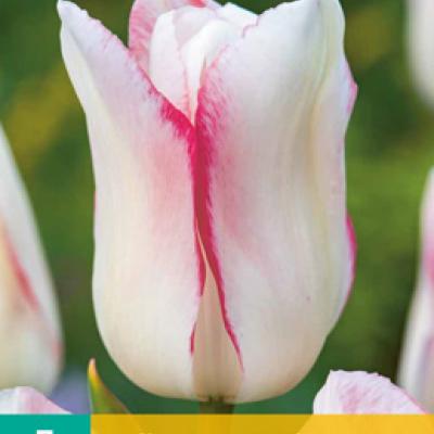TULIPA HUGS & KISSES 11/12   7 st.