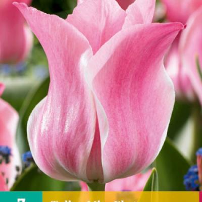 TULIPA MISS ELEGANCE 11/12   7 st.