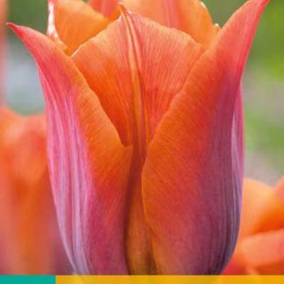 TULIPA REQUEST 11/12   7 st