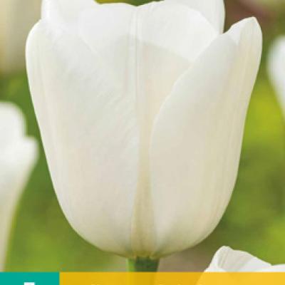 TULIPA ROYAL VIRGIN 11/12   7 st