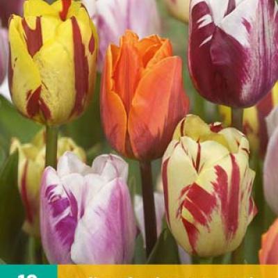 TULIPA FLAMING BEAUTY MIX 11/12   10 st.