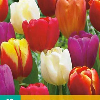 TULIPA TRIUMPH MIX 11/12   10 st.