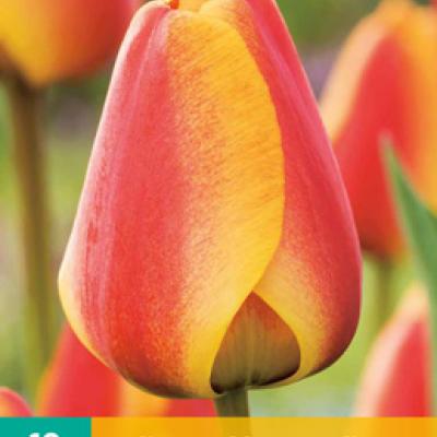TULIPA APELDOORNS ELITE 11/12   10 st.