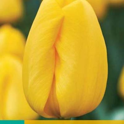 TULIPA NOVI SUN 11/12   10 st.