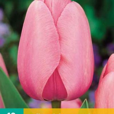 TULIPA PINK IMPRESSION 11/12   10 st.