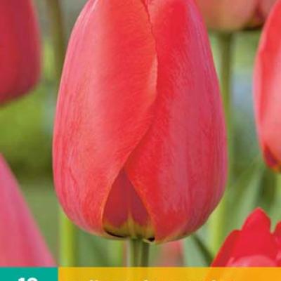 TULIPA RED IMPRESSION 11/12   10 st.