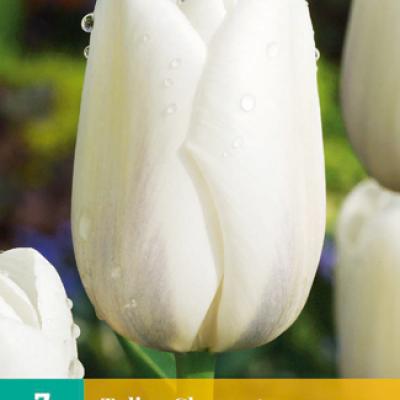 TULIPA CLEARWATER 11/12  7 st