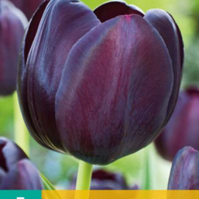 TULIPA QUEEN OF NIGHT 11/12   7 st