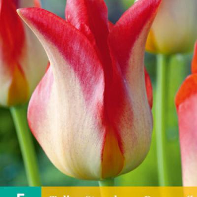 TULIPA STRAWBERRY ROMANOFF 11/12   5 st