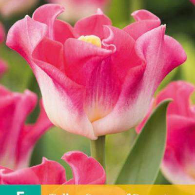 TULIPA CROWN OF DYNASTY 11/12   5 st