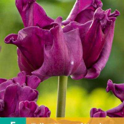 TULIPA CROWN OF NEGRITA 11/12   5 st