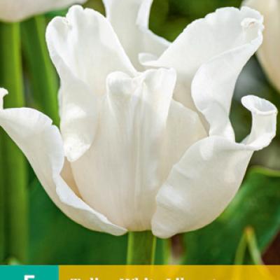 TULIPA WHITE LIBERSTAR 11/12  5 st