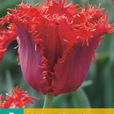 TULIPA PACIFIC PEARL 11/12   7 st