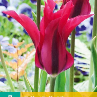 TULIPA DOLLS MINUET 11/12  7 st