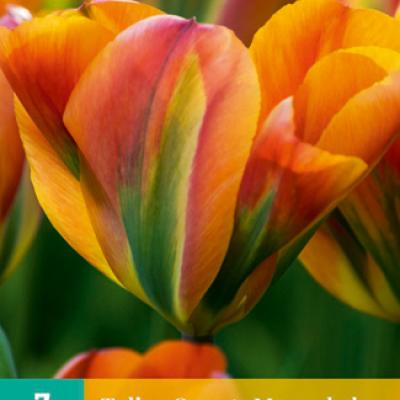 TULIPA ORANGE MARMALADE 11/12  7 st