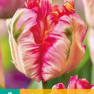TULIPA APRICOT PARROT 11/12  7 st