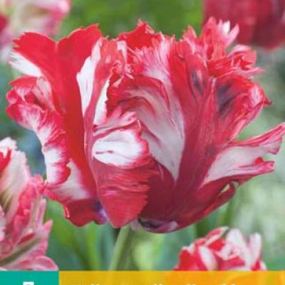 TULIPA ESTELLA RIJNVELD 11/12   7 st