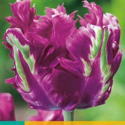TULIPA PARROT NEGRITA 11/12   5 st