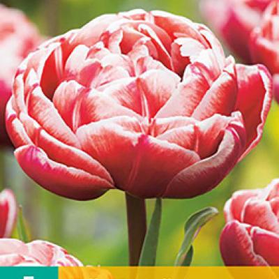 TULIPA DRUMLINE 11/12  5 st