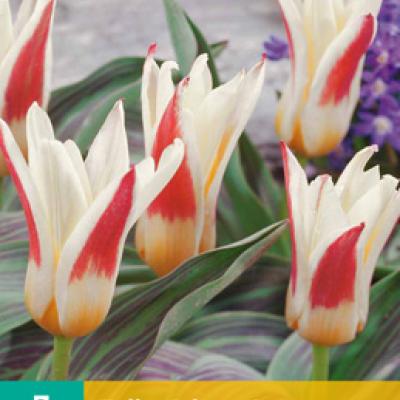 TULIPA JOHANN STRAUSS 11/12   7 st