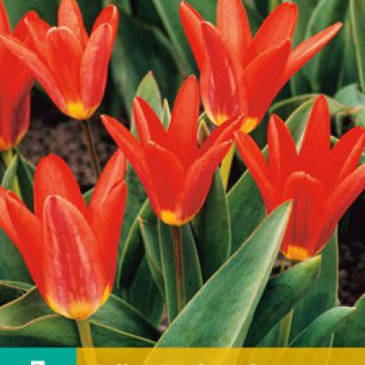 TULIPA SCARLET BABY 11/12   7 st