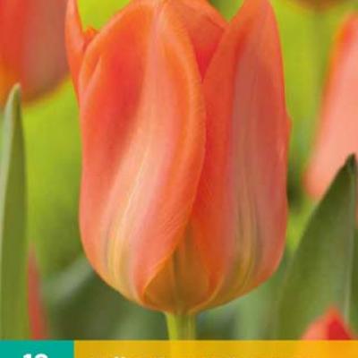 TULIPA ORANGE EMPEROR 11/12   10 st.