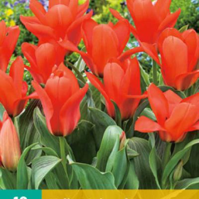 TULIPA ORIENTAL BEAUTY 11/12   10 st.