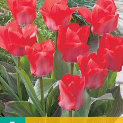 TULIPA TRAUTTMANSDORFF 11/12   7 