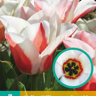 TULIPA WILLEM VAN DEN AKKER 11/12  7 st