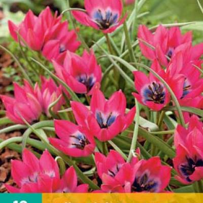 TULIPA LITTLE BEAUTY 6/+   10 st.