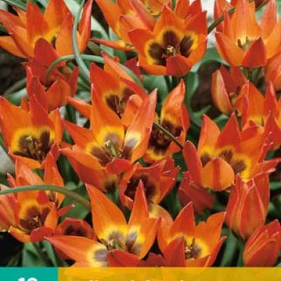 TULIPA LITTLE PRINCESS 6/+   10 st.