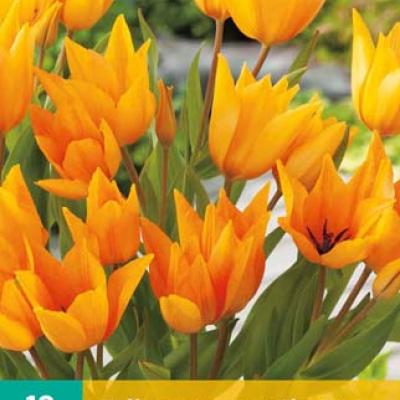 TULIPA PRAESTANS SHOGUN 9/+   10 st.