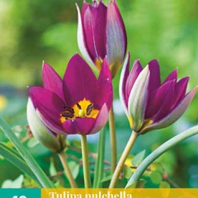 TULIPA PULCH. PERSIAN PEARL 6/+   10 st.