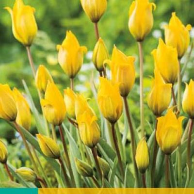 TULIPA SYLVESTRIS 5/6   7 st