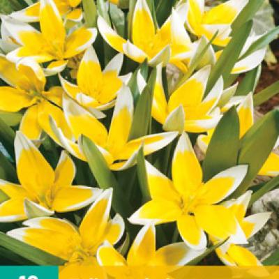 TULIPA TARDA DASYSTEMON 7/8   10 st.