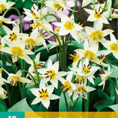 TULIPA TURKESTANICA 6/7   10 st.