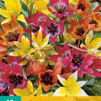 TULIPA SPECIES MIX 6/+   10 st.